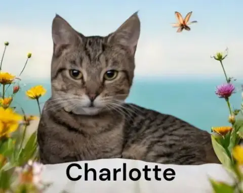 Charlotte