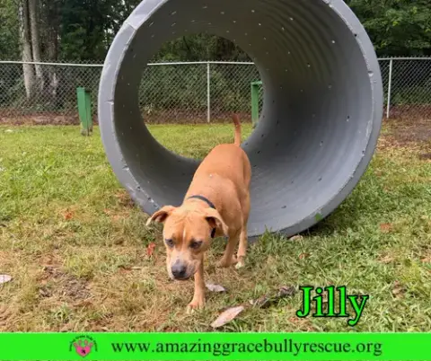 Jilly photo 5
