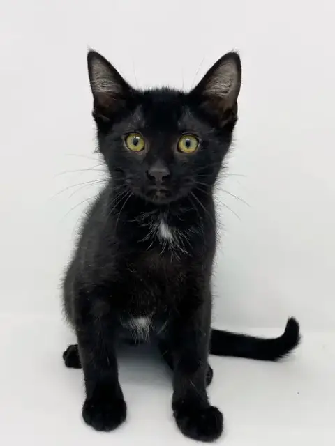 Ct Litter Felicity photo 5