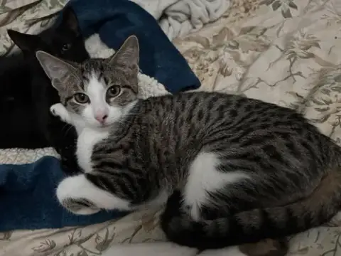 Cats/Kittens photo 3