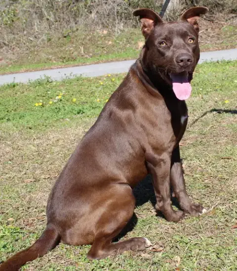 Rocky 43076 photo 2