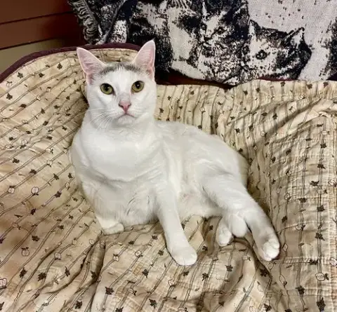 Cotton