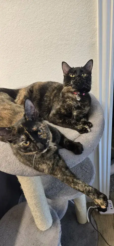 Mamas photo 2