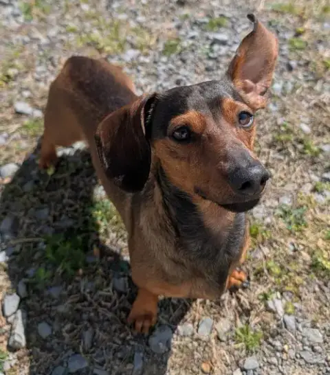 Frankie In Tn photo 3