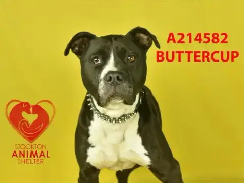 Butters