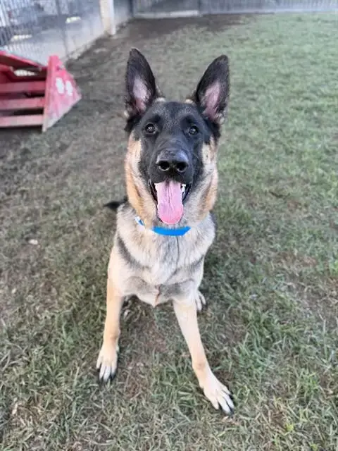 Bruno