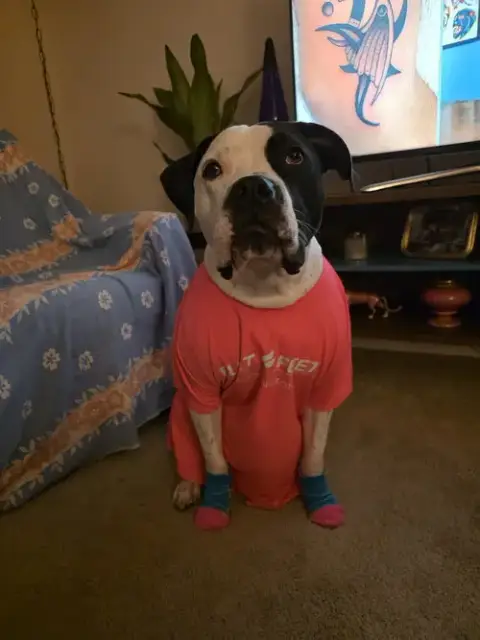 Krypto photo 3