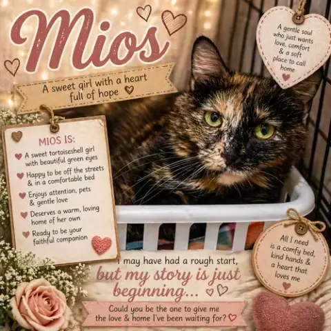 Mios photo 2