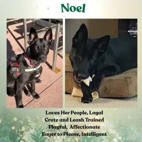 Noel