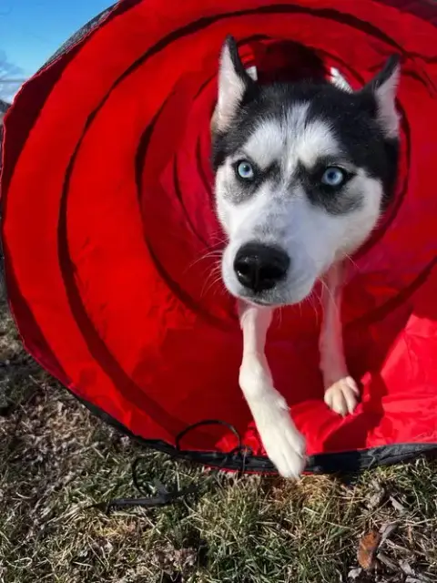 Kira