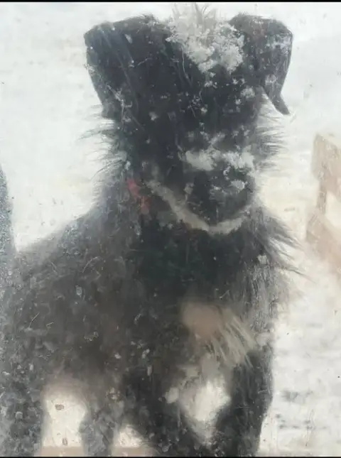 Momo-In A Foster Home photo 2