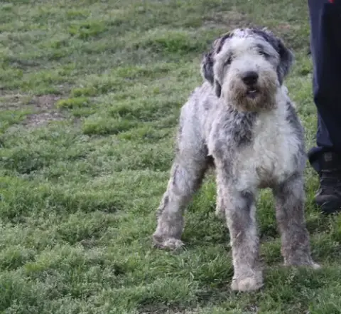 Aboo-Fully Vetted Aussie/Poodle Doodle $575 photo 2