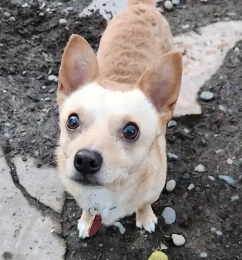 Chico