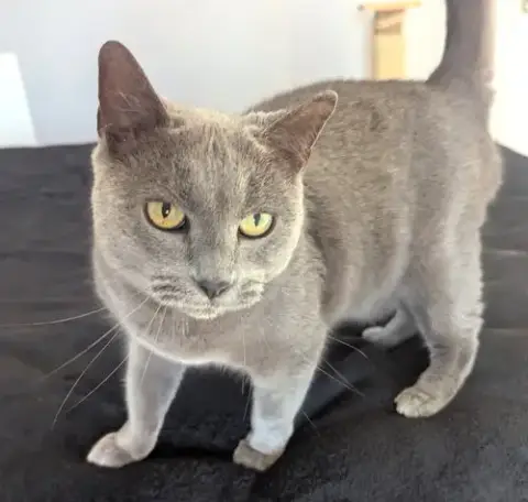 Nala