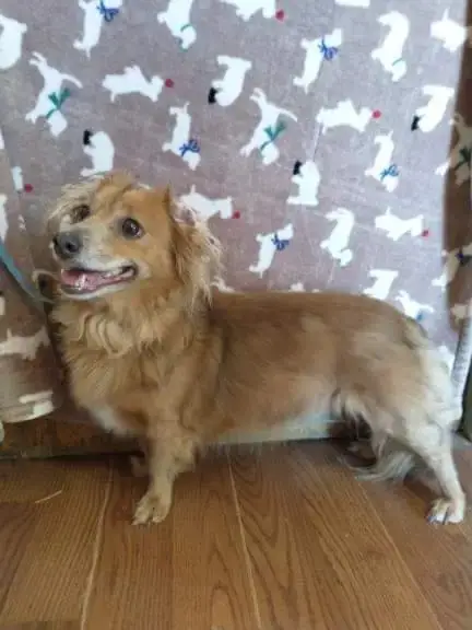 Arlo- See Buddy For Pure Red