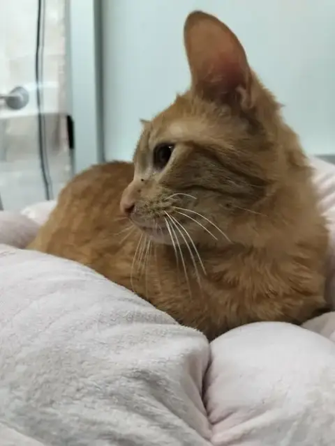Mr. Milo photo 3