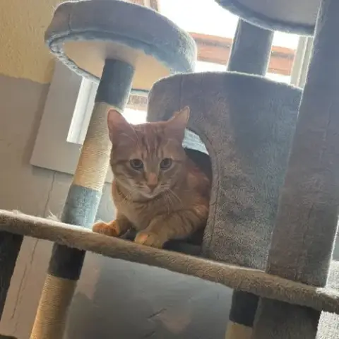Milo photo 2