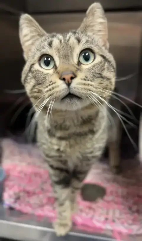 Georgie