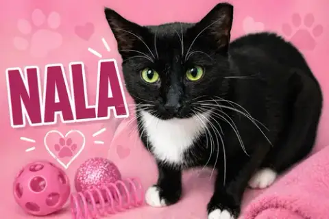 Nala