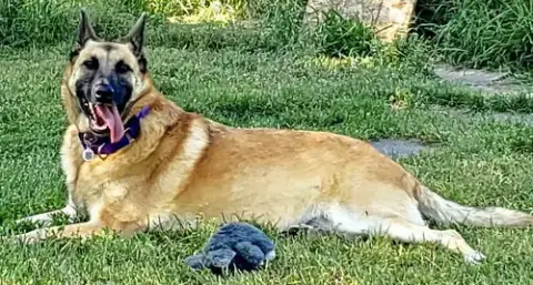 Sasha photo 2