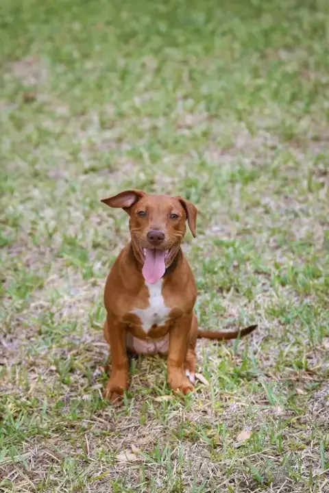 Hank photo 5