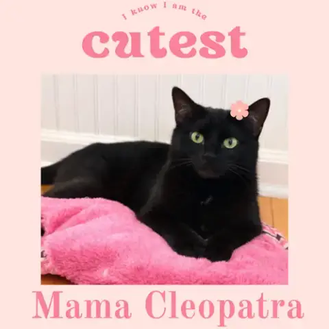 Mama Cleopatra photo 3