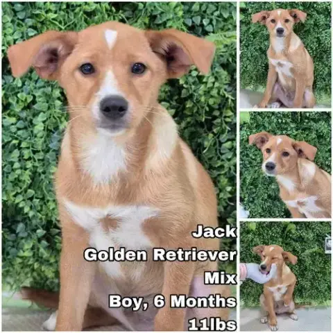 Jack From Korea