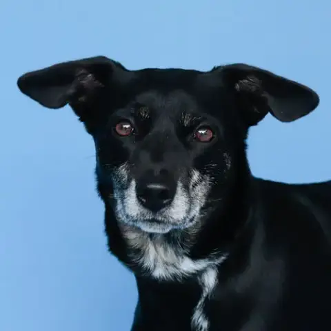Doja