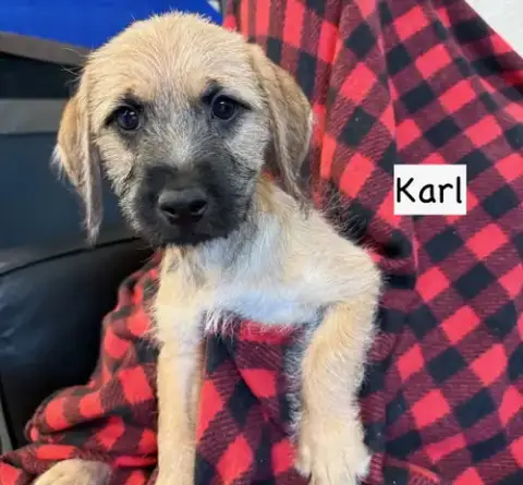 Karl