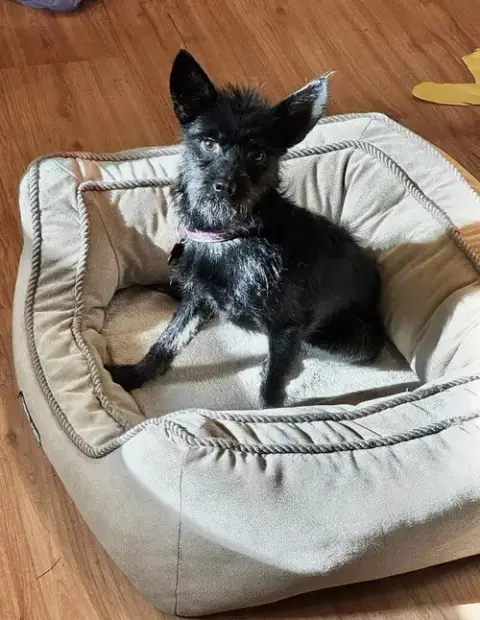 Zorro
