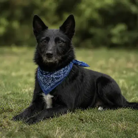Taz photo 2