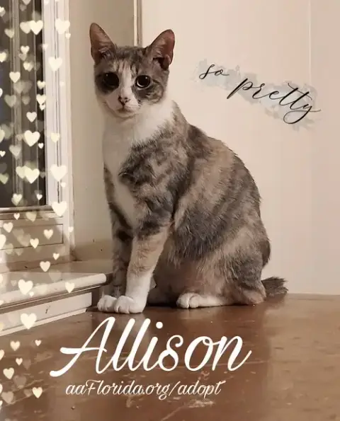 Allison photo 5