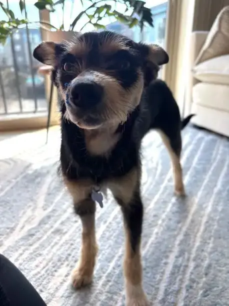 Odie photo 3