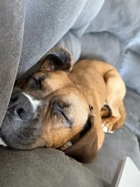 Zarek *Adoptionpending* photo 4