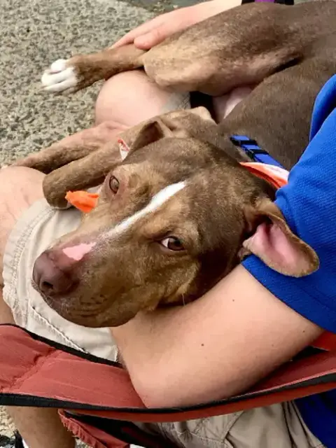 Bambam *Adopt Or Foster* photo 4