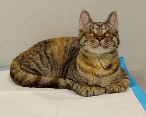 Doris