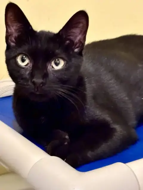 Finn