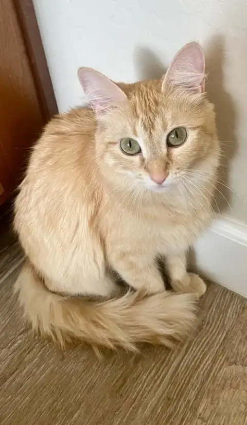 Rustie Wigglebottom