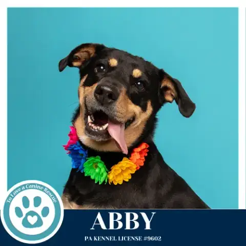 Abby photo 3