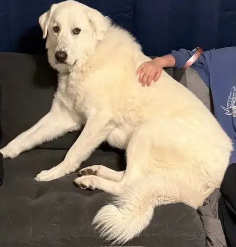 Os Bear