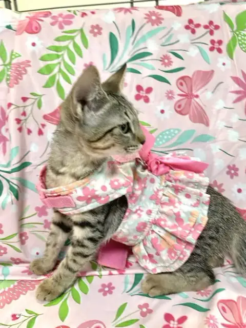 Siri photo 2