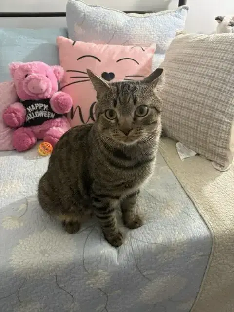 Tiger photo 2