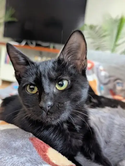 Stormy(Adoption Fee Sponsored)