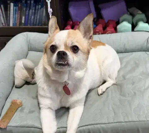 Louie
