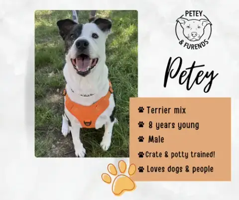 Petey photo 2