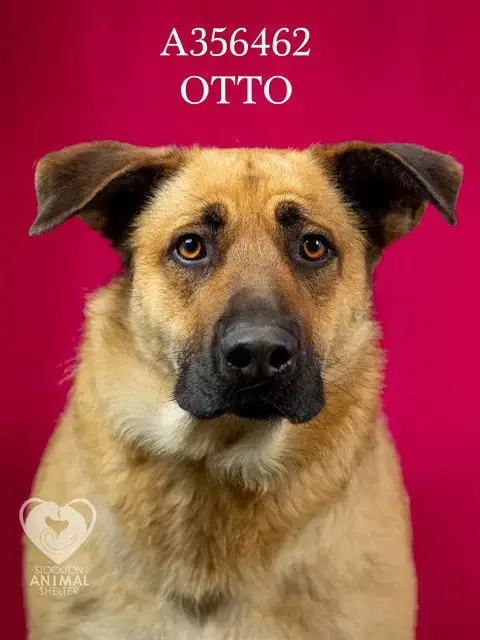 Otto