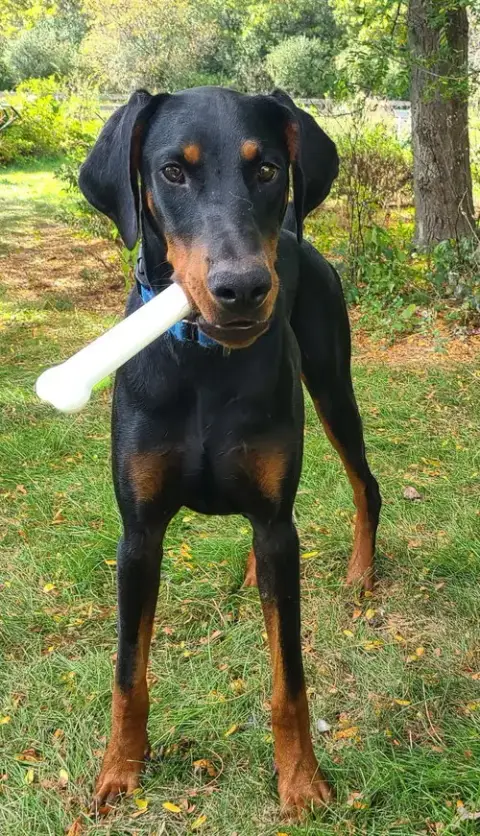 Ember photo 2