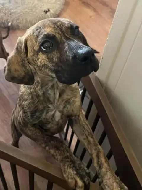 Hugo
