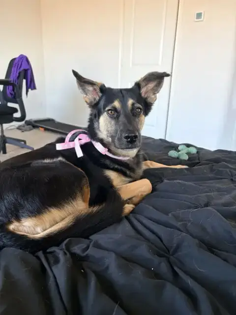Stella photo 2