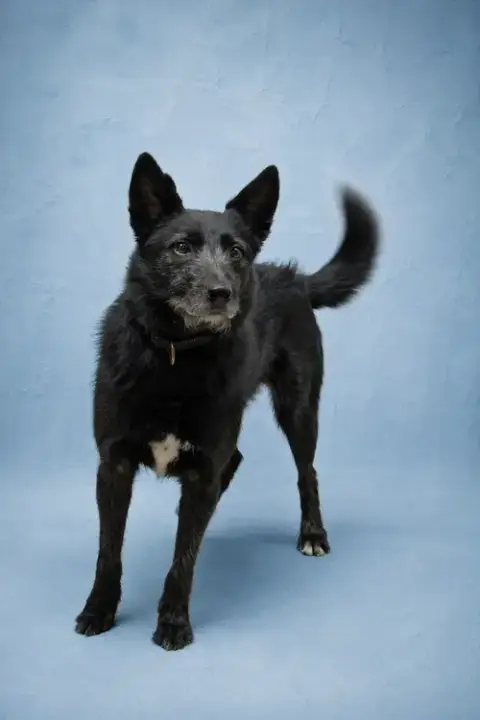 Taz